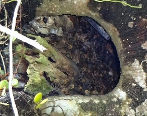 Bee hive in the trunk of a fig tree photo